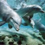 Strage di delfini in Perù, riversate sulle spiagge oltre 900 carcasse (VIDEO)