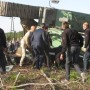 Il ministro tedesco si ribalta con l’escavatore [VIDEO]