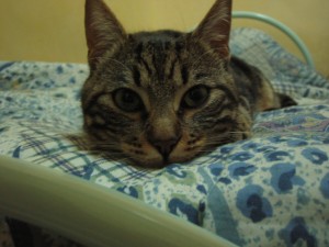 A scuola di vita con un gatto.