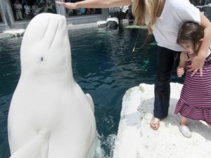 Riflessioni sulla causa degli incidenti tra addestratori e animali nei parchi acquatici.