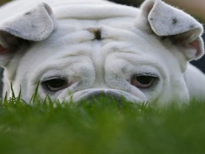 Come elaborare il lutto del cane