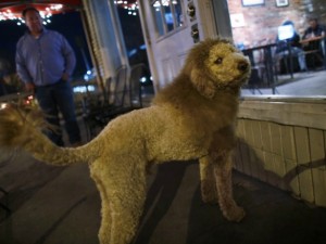Il cane che sembra un leone.