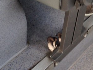 Bergamo, sull’autobus spuntano i funghi.