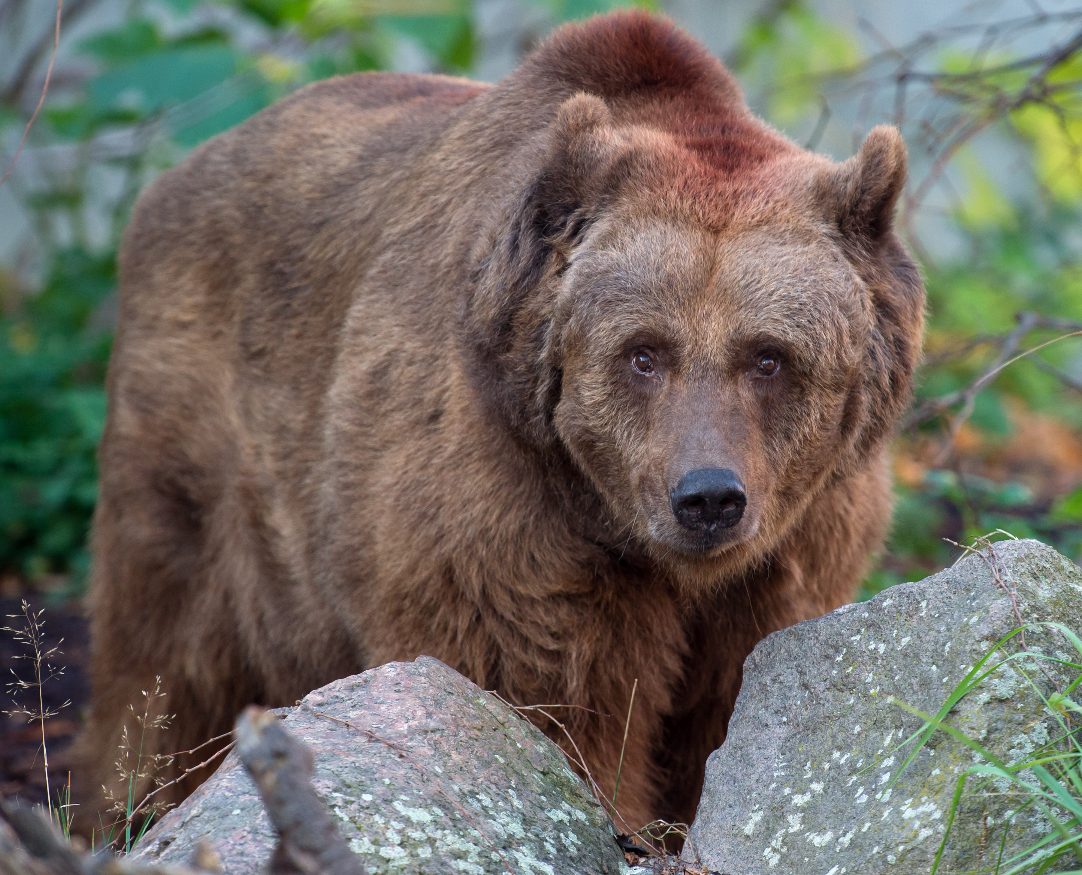 Uomo di 80 anni combatte contro un orso e riesce a salvarsi | Fanpage
