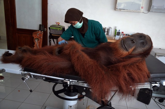 Sumatra, in via di guarigione l’orango ferito dai bracconieri.