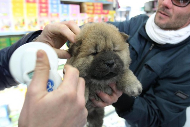 Uccide quindici cuccioli di cane: 