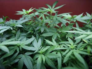 Coltivare marijuana sul terrazzo? Non è reato.