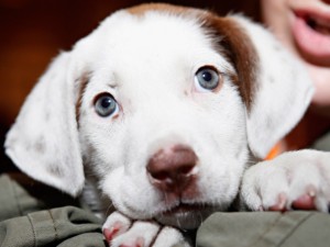 Venti cose che solo chi ha un cane per amico può comprendere.