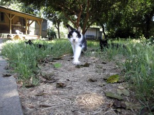 Per anni si alza all’alba e raccoglie 21mila dollari in monete. Dona tutto ai gatti.