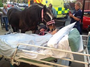 L'ultimo desiderio di Sheila prima di morire: salutare il suo cavallo Browden.