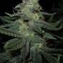 Sour Diesel