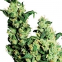 Jack Herer