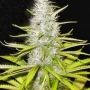 White Widow