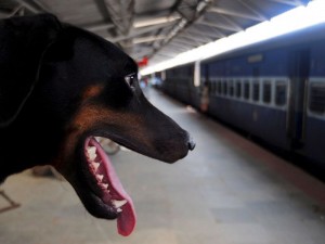 cane treno