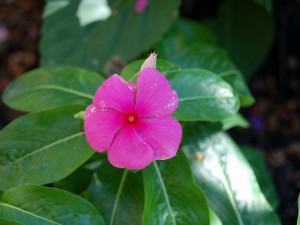 Fiorinfesta Expò 2011: vicino a Napoli l'arte dei fiori esposta in piazza.