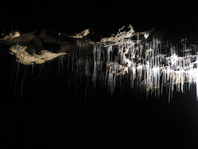 Waitomo Glowworm Cave