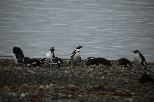 Dove vivono i pinguini: i luoghi nel mondo per vederli in natura.