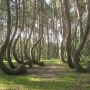 Foresta ricurva di Gryfino