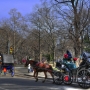 Giro in carrozza al Central Park
