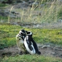 Punta Arenas, Cile