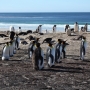 Falklands, Regno Unito