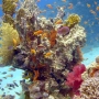 Le meraviglie della barriera corallina