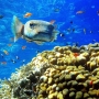 Alcuni dei bellissimi pesci del Mar Rosso