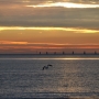 Grado