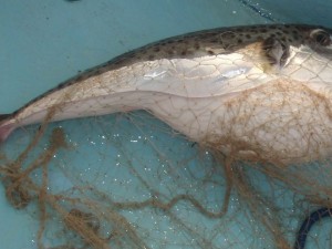 Pesce mortale arrivato in Alto Adriatico: non va assolutamente mangiato.