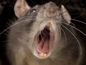 Lascia la figlia di 4 mesi sola a casa per andare a ballare: la piccola mangiata dai topi