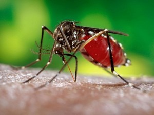 Il virus Zika arriva in Europa, tre casi in Regno Unito: erano tornati dal Sud America