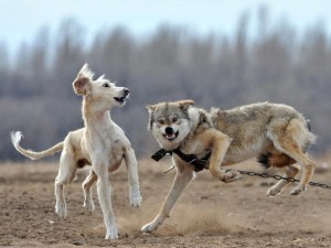 Legare i cani (e non solo) alla catena ? reato: lo dice la Cassazione