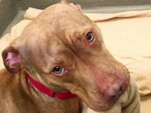 Cane violentato, ucciso e impiccato ad un albero: ed ? ora caccia ai responsabili