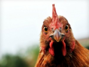 Sesso con una gallina in un pollaio: a processo anziano padovano
