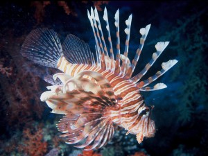 Allarme pesce scorpione nei mari italiani. Gli esperti 