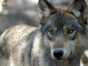 I genitori vincono contro la burocrazia: il loro figlio si chiamer? Lupo