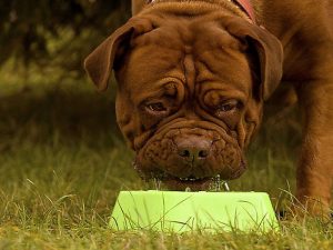 Allarme salmonella nel cibo per cani: ritirato dal mercato mangime contaminato
