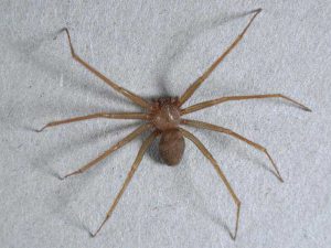 Morsa da un ragno velenoso durante il sonno: ? uno dei pochi cos? pericolosi in Italia