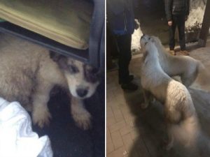 Cucciolo estratto dalla neve vicino all?hotel distrutto: ? figlio dei cani gi? salvi