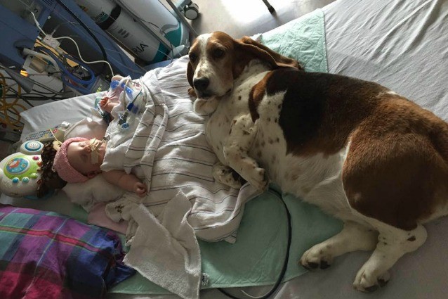 Il cane rimane al capezzale della bimba in fin di vita: non vuole lasciarla morire