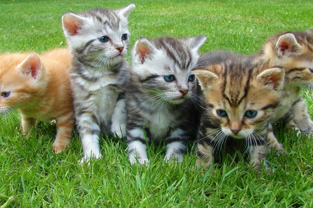 cat