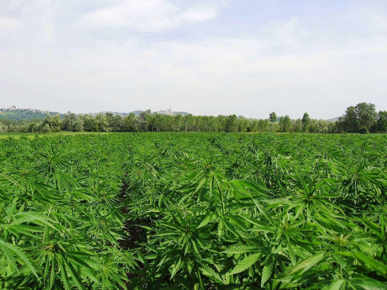 canapa-sativa.jpg