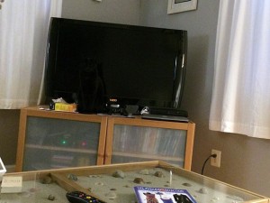Dov'è il mio gatto? Dieci minuti passati a scoprire dove si è nascosto...