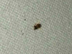 Roma Termini, turista punto da cimici nel letto di un hotel: scatta la denuncia (FOTO)