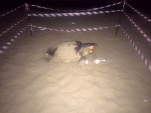 Maccarese, una tartaruga Caretta Caretta lunga un metro trovata morta sulla spiaggia