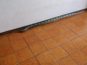Sara, 14 anni, si sveglia e trova un pitone di due metri in casa