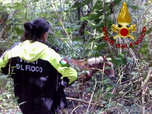 Casale San Nicola, cavallo cade in un canale: salvato dai vigili di fuoco