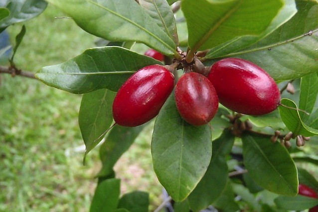Da amaro a dolce, il frutto miracoloso che trasforma il cibo e aiuta chi è a dieta.