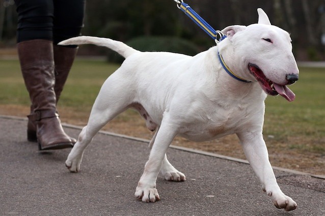 Comunicare con il cane per evitare che tiri al guinzaglio