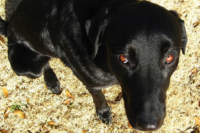 Lo sguardo colpevole dei cani